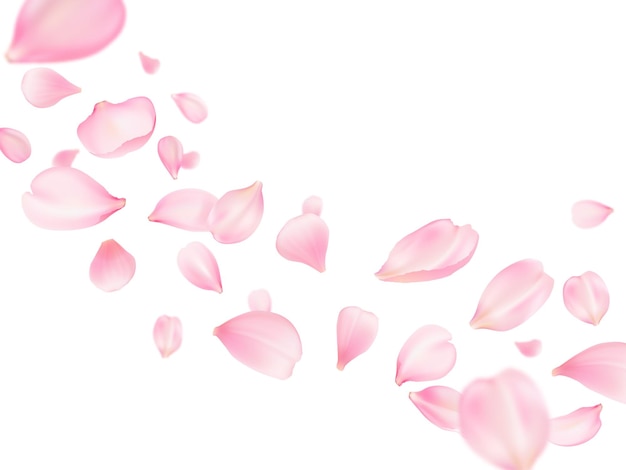 Vector flying sakura petals rose flower cherry blossom