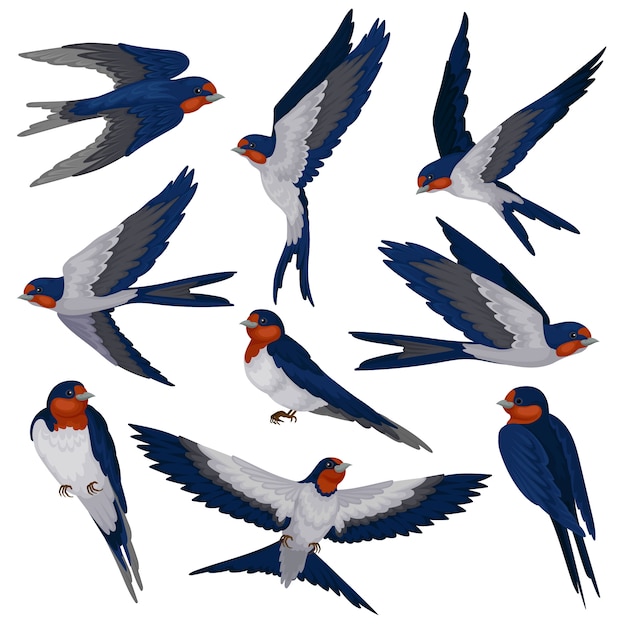 Flying swallow birds in various views set, flock of birds  Illustration on a white background