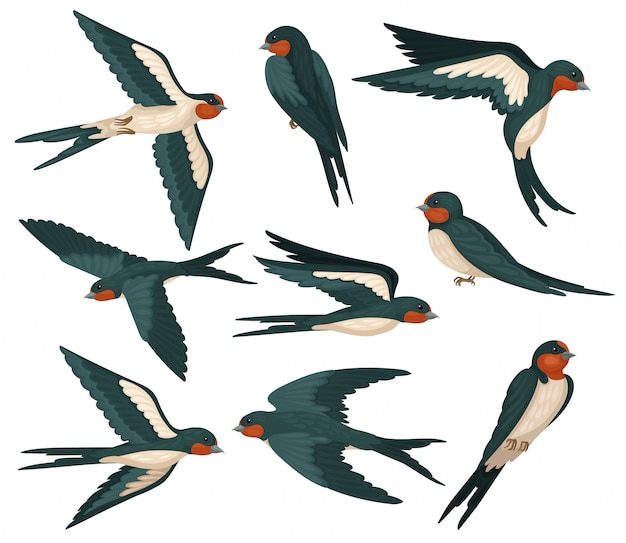 Flying swallow birds in various views set, flock of birds with colored plumage  Illustration on a white background