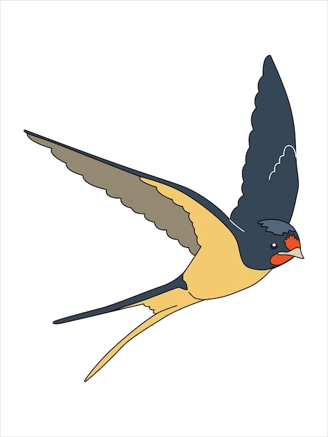 Vector flying swallows. a bird in flight.  vector illustration isolated on a white background.