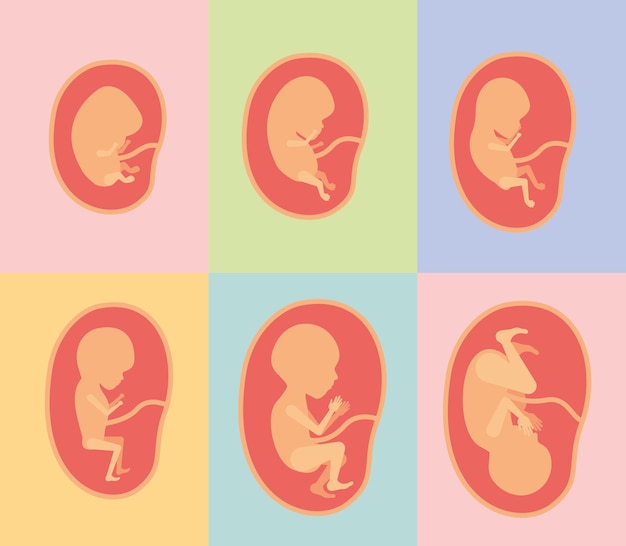 Vector foetale groei in de placenta