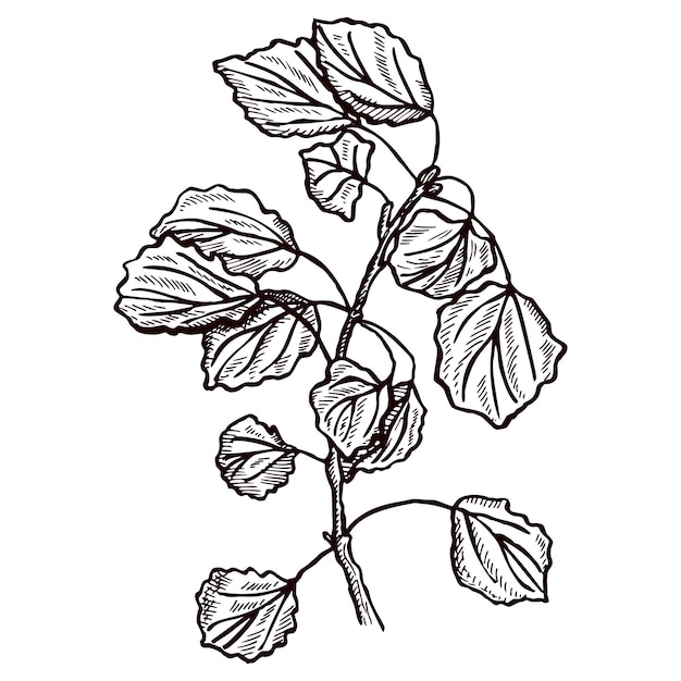 Foliage branch engraved in isolated white background vintage botanical twig with leaves in hand drawn style