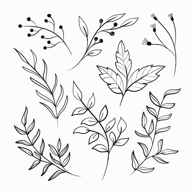 Vector foliage line art collection