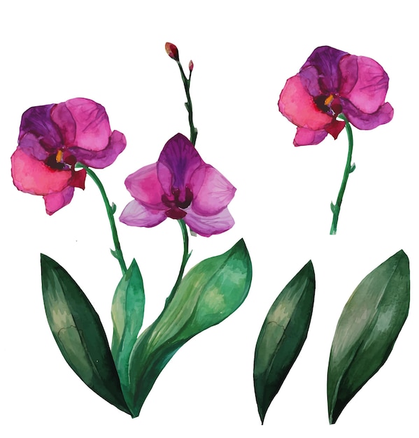 Vector folinopsis orchid flower set watercolor on illustration