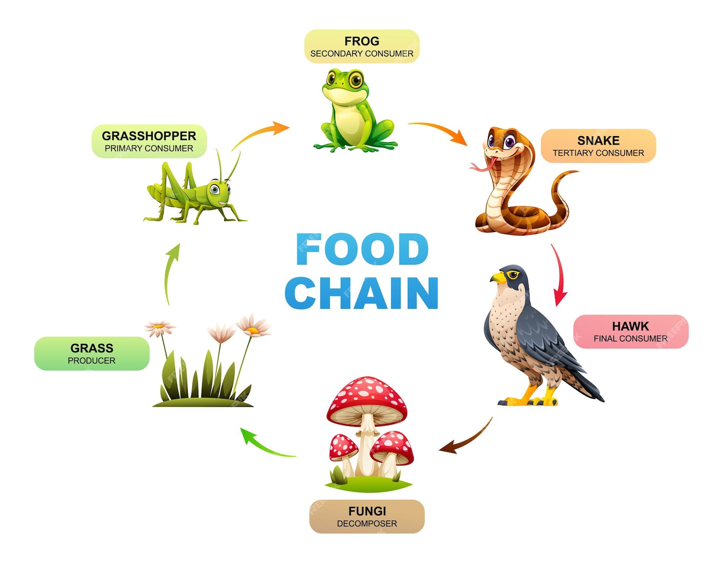 Biology Diagrams