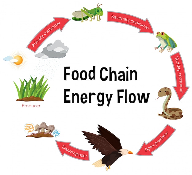 Vector food chain energy flow diagram