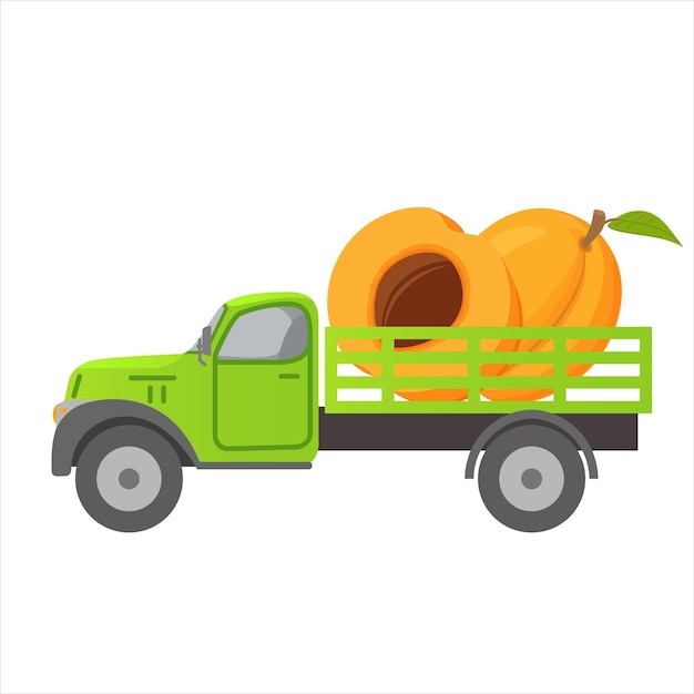 Food delivery truck apricot fruit harvesting.