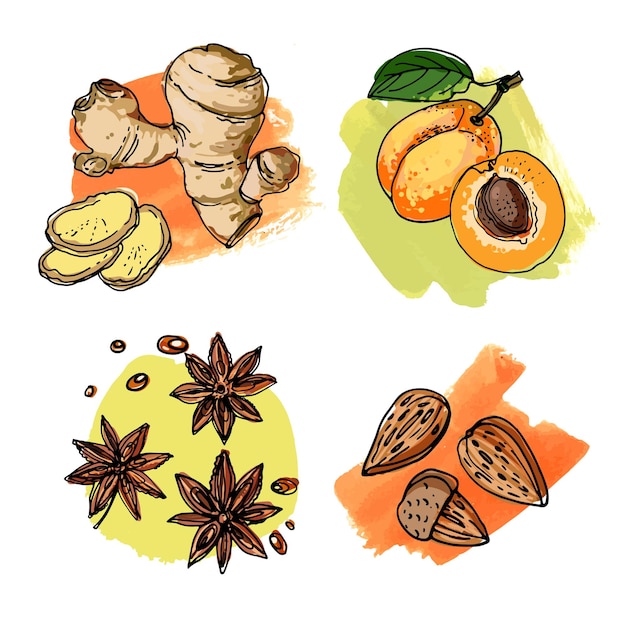 Пищевые иконки векторного цвета. анис, имбирь, абрикос, миндаль. эскиз фруктов и ягод