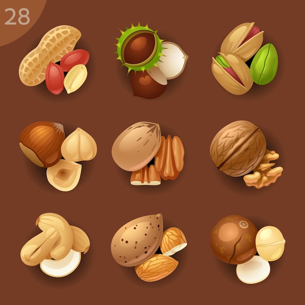 Vector food ingredientsvector icon set 28 nuts