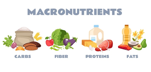 Vector food protein carbohydrate fiber nutrition macronutrient concept graphic design illustration