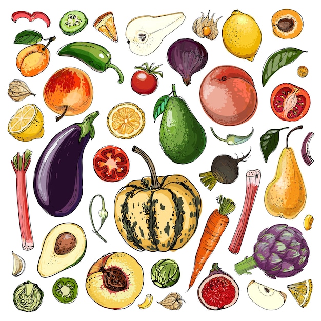 Vettore cibo vettore verdure. schizzo colorato di prodotti alimentari. zucca, cetriolo, melanzana, rapa, zucca