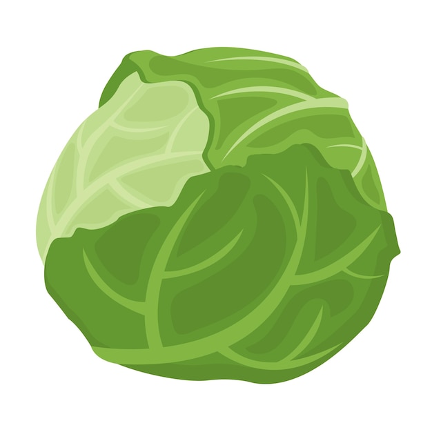 Food vegetable cabbage