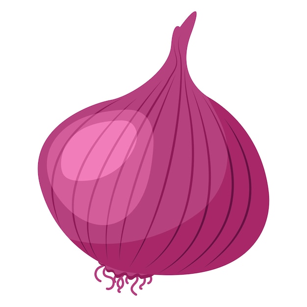 Vector food vegetable onion