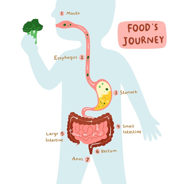 Vettore illustrazione del viaggio degli alimenti sistema digestivo umano