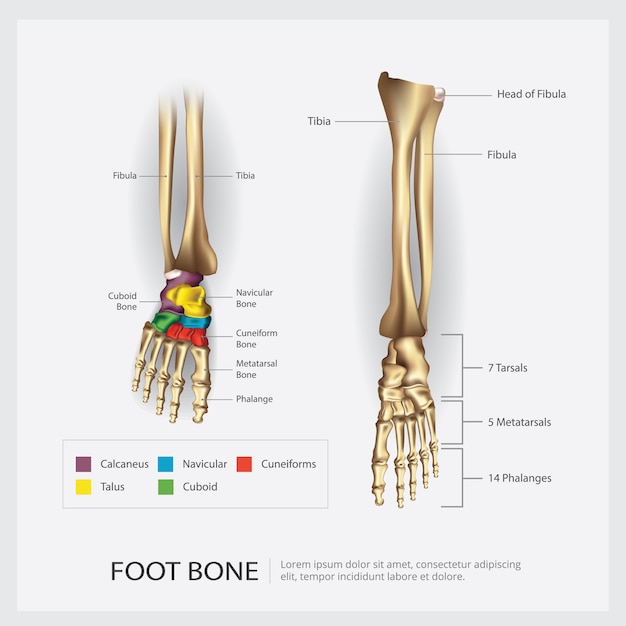 Vettore illustrazione di anatomia dell'osso di piede