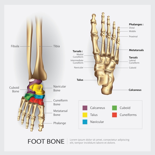 Illustrazione di anatomia dell'osso del piede