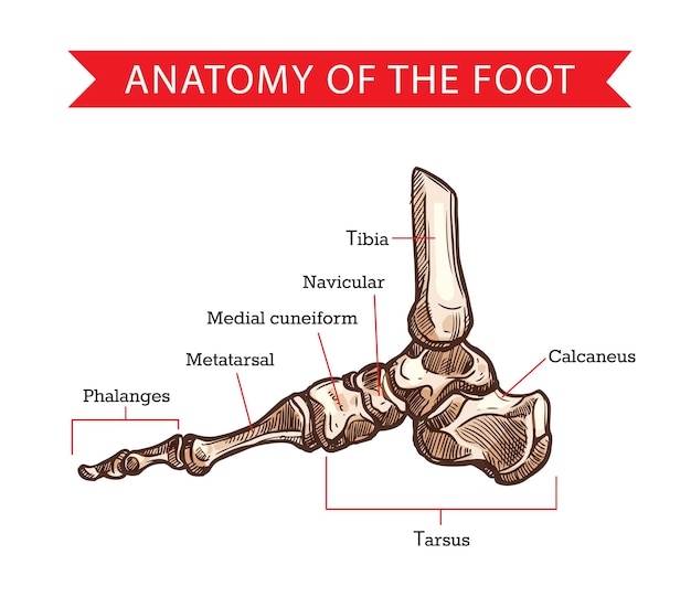 Vettore schizzo delle ossa del piede dell'anatomia umana