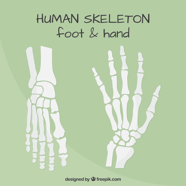 Vector foot and hand bones