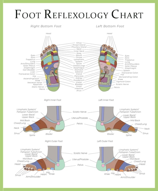 Foot reflexology chart medical iilustration for for doctors massage therapists and students