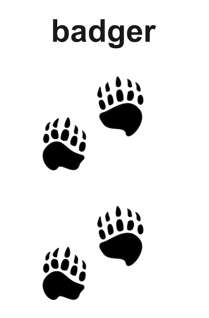 Vector footpath trail of animal badger paws walking randomly print trail footpath wildlife