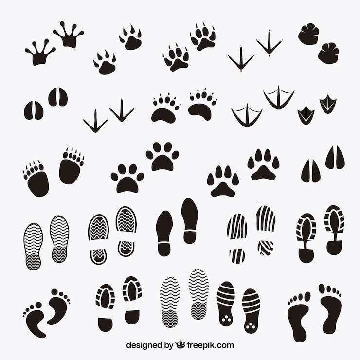 Vector footprints shadows of animals and human