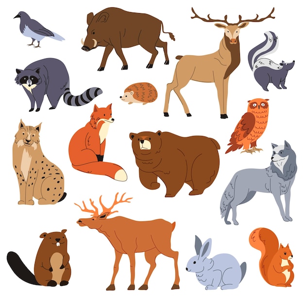 Vector forest animals raccoon and fox bear and deer