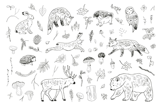 Forest animals vector illustrations line set