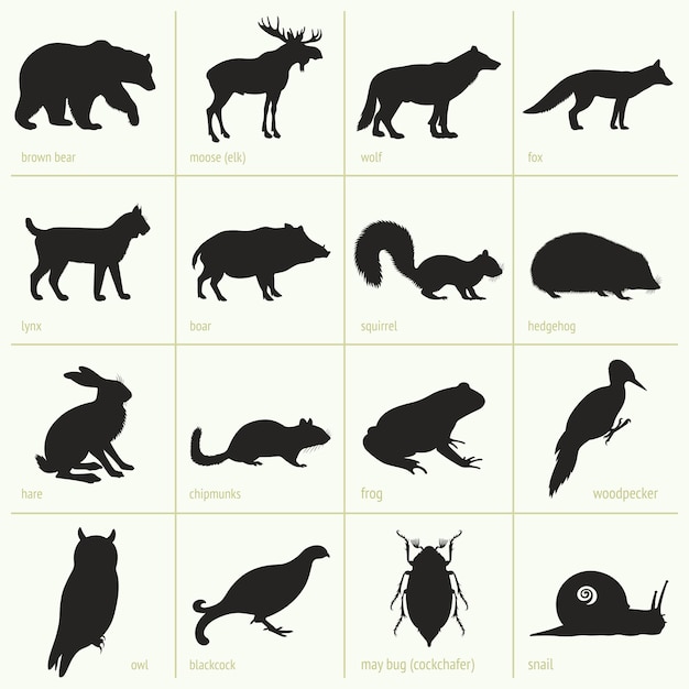 Forest Animals