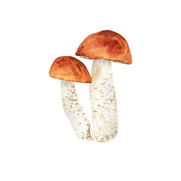 Forest autumn mushroom Watercolor illustration isolated