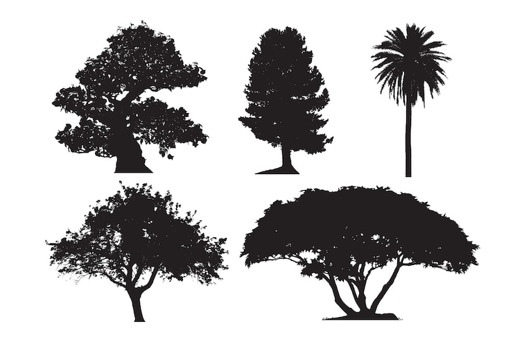 Vector forest coniferous and deciduous fir trees vector silhouettes set