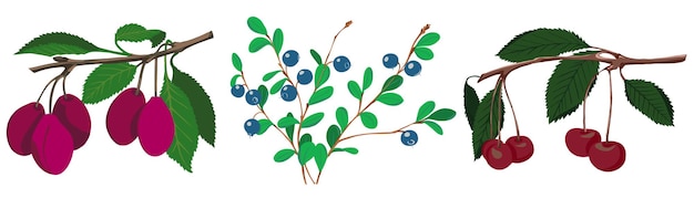 Vector forest and garden berries. cherries, plums and blueberries.