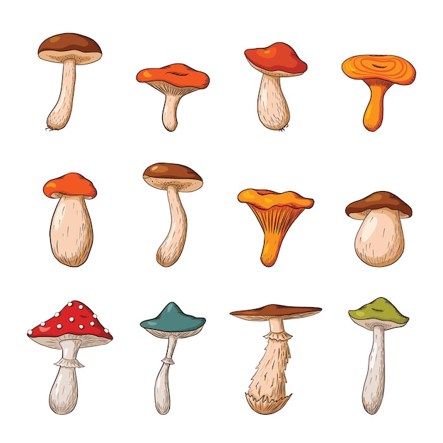 Set grande di funghi di bosco. collezione di funghi commestibili e velenosi disegnati a mano. illustrazione vettoriale per logo, menu, stampa, adesivo, design della confezione e decorazione. vettore premium