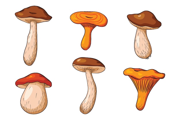 Collezione di funghi di bosco. set di funghi commestibili disegnati a mano. fungo bianco, niscalo, porcini, finferli. illustrazione vettoriale per logo, menu, stampa, adesivo, design e decorazione. vettore premium