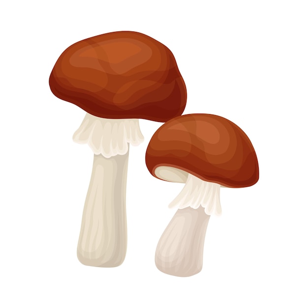 Vector forest mushroom or toadstool with stem and cap isolated on white background vector illustration