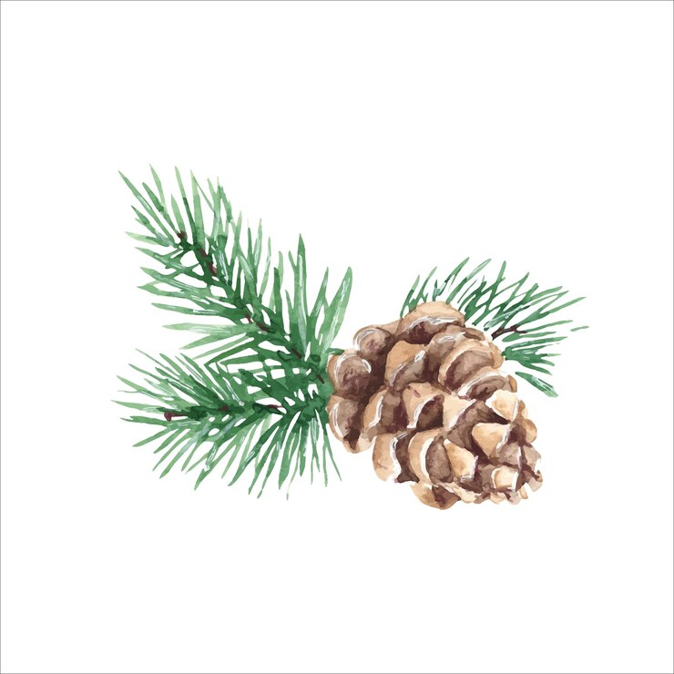 Vector forest pine branches with cone watercolor hand painted illustration on white background for design