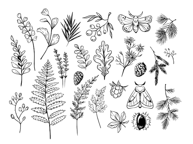 Forest plants and herbs moths spruce branches Doodle vector illustration