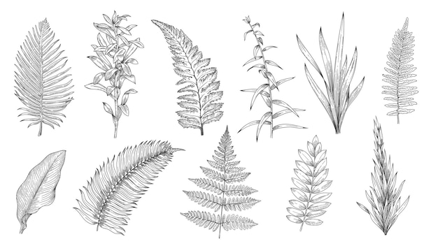 森の植物のスケッチ 手描きの草とヴィンテージの植物の装飾的なコレクション ハーブと葉のデザイン要素 ベクトル モノクロ分離セット