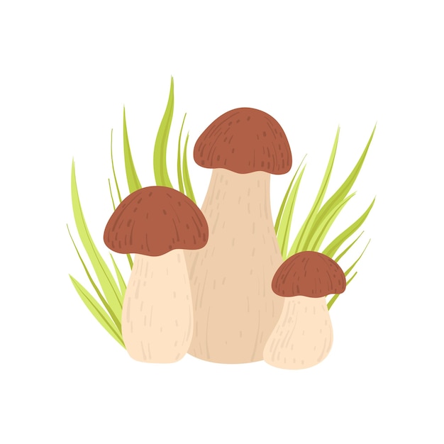 Forest Porcini Edible Mushroom and Growing Grass Wild Organic Product Vector Illustration on White Background