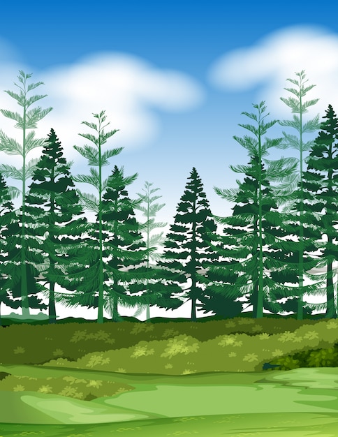 Vector forest scene with pine trees