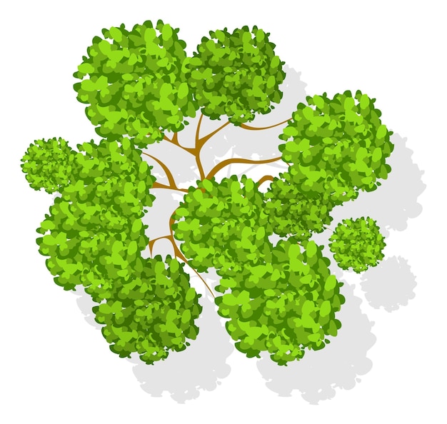 森の木の頂上から見る 森の植物の葉っぱ
