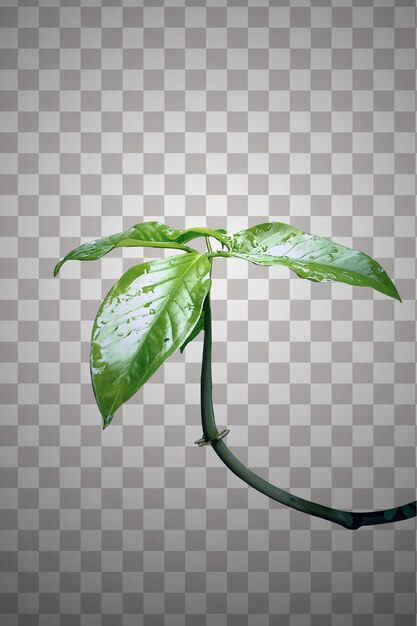 Forest wildflowers isolated on transparent background