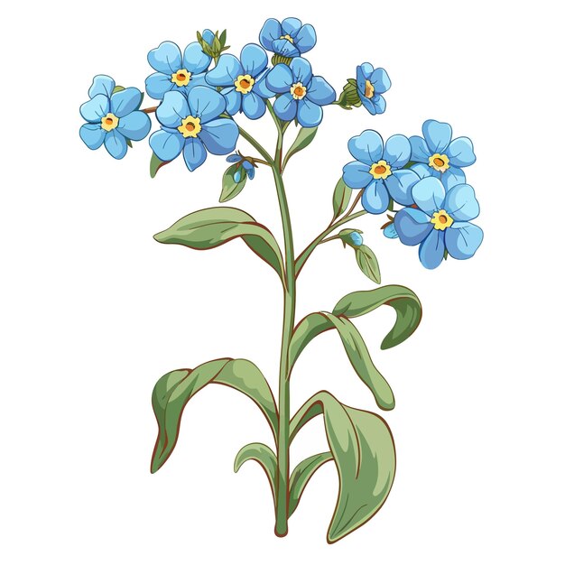 Vector forget me not flowers