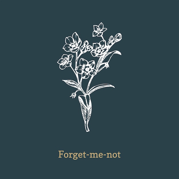 Forget me not vector illustration on dark background hand drawn sketch of myosotis wild flower in engraving style botanical plant isolated