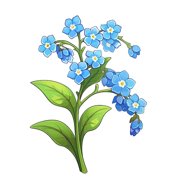 Vettore fondo bianco di clipart di vettore del fiore di forgetmenot