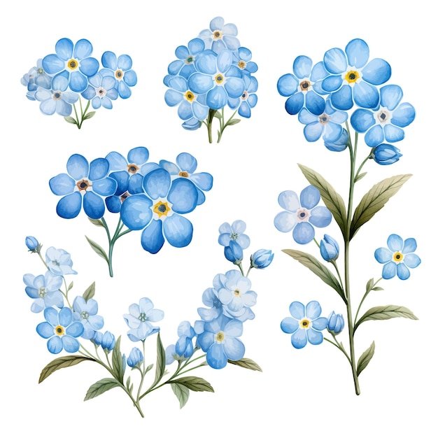ForgetMeNot flower vector clipart white background