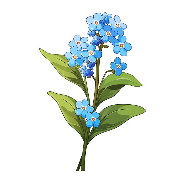 Vettore forgetmenot flower vector clipart sfondo bianco