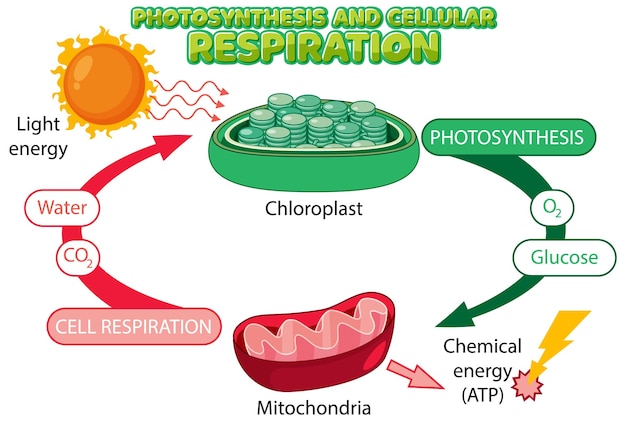 Fotosynthese en cellulaire ademhalingsdiagram