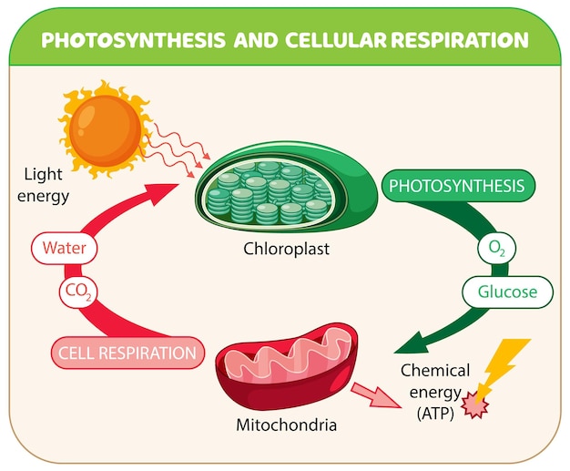 Fotosynthese en cellulaire ademhalingsdiagram