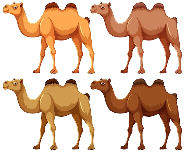 Vector four camels walking