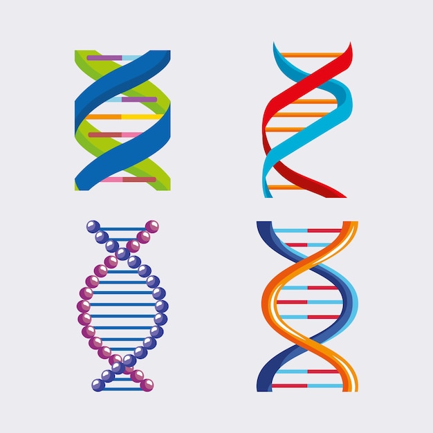 Four dna molecules